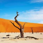 namib desert