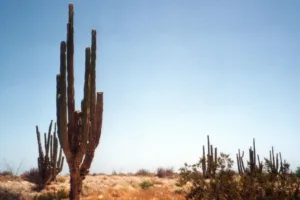 Baja Californian Desert (2) (1)