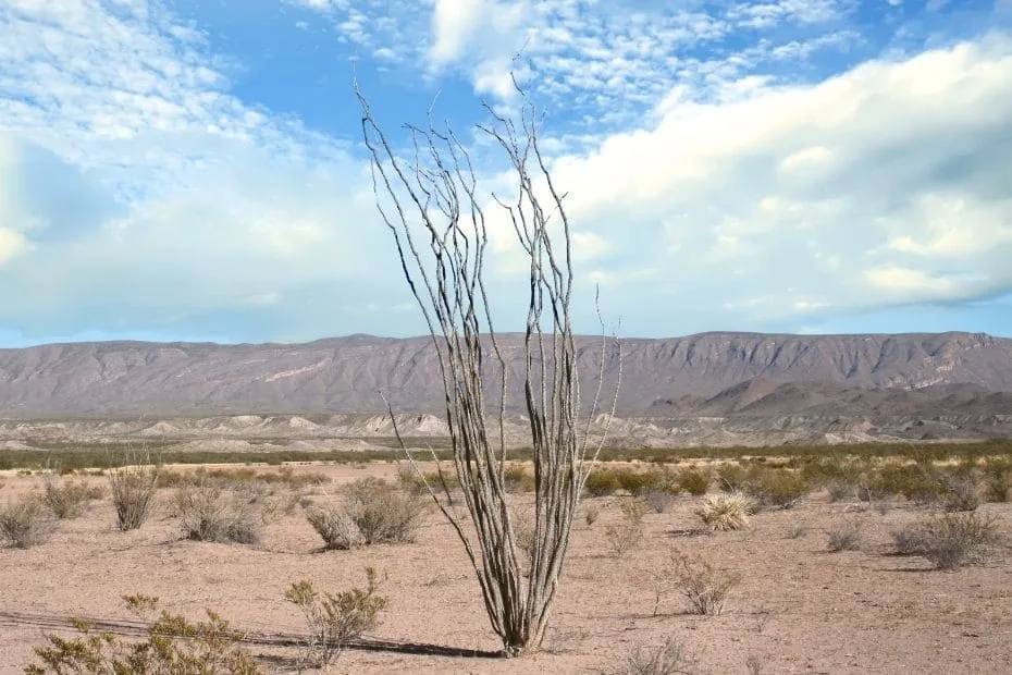 Chihuahuan Desert (3)