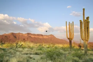 Sonoran Desert
