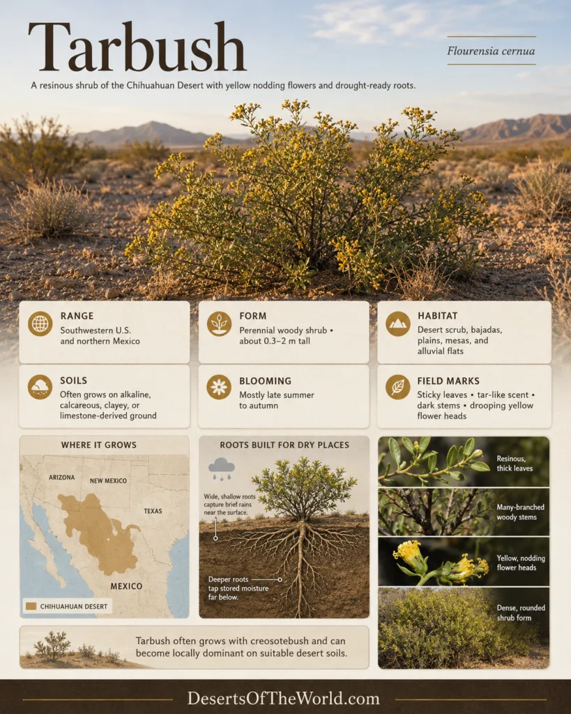 Tarbush, a desert shrub found in the Chihuahuan Desert, showcases its small, bushy appearance amid arid landscape.