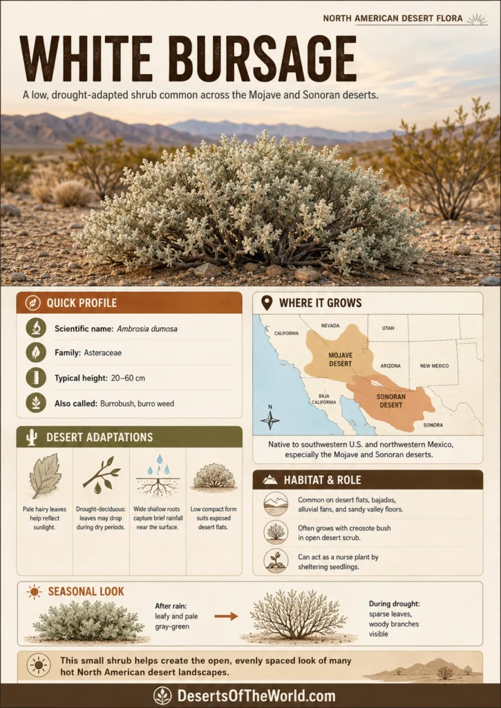 White Bursage low shrub of North American deserts, shown alongside its habitat and distribution map.